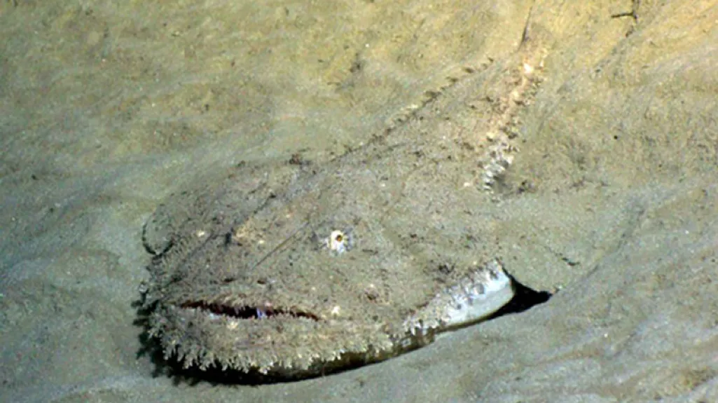 Picture of a Goosefish