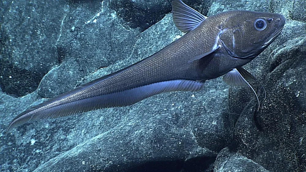 Foto de un pez Rattail