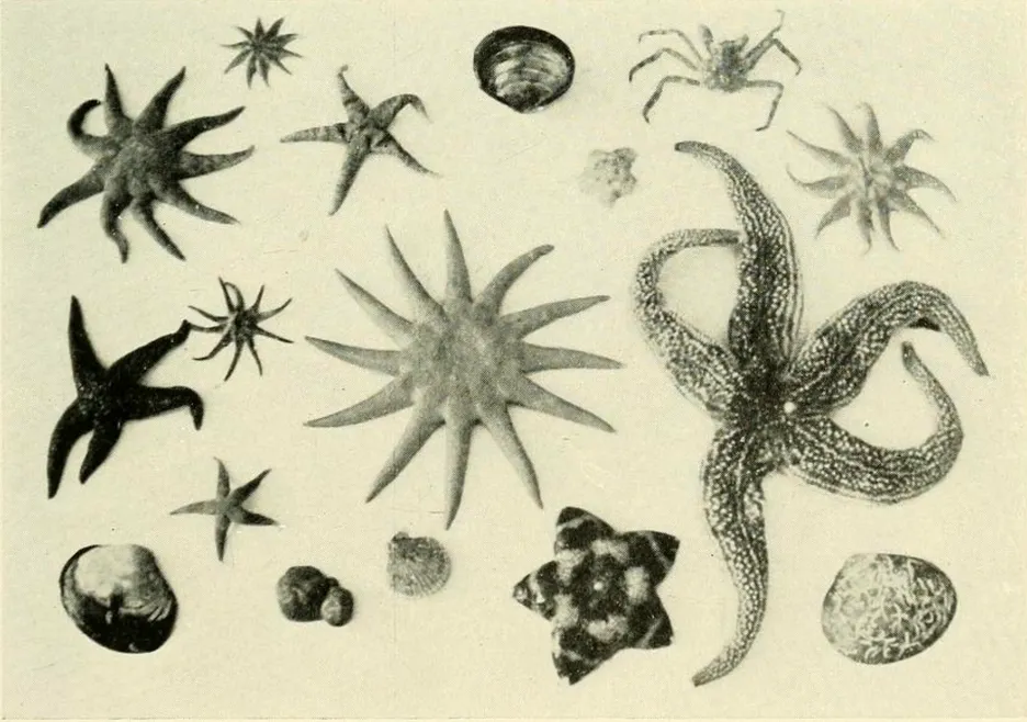 Several invertebrate specimens such as starfish, crabs, and mollusks