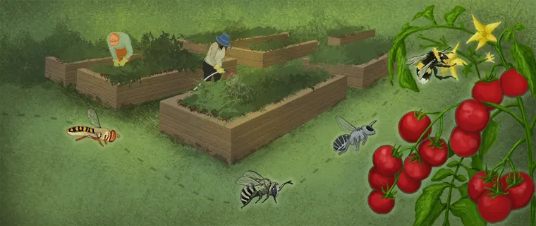 Illustration of a community garden with gardeners and some bees pollinating a cherry tomato plant