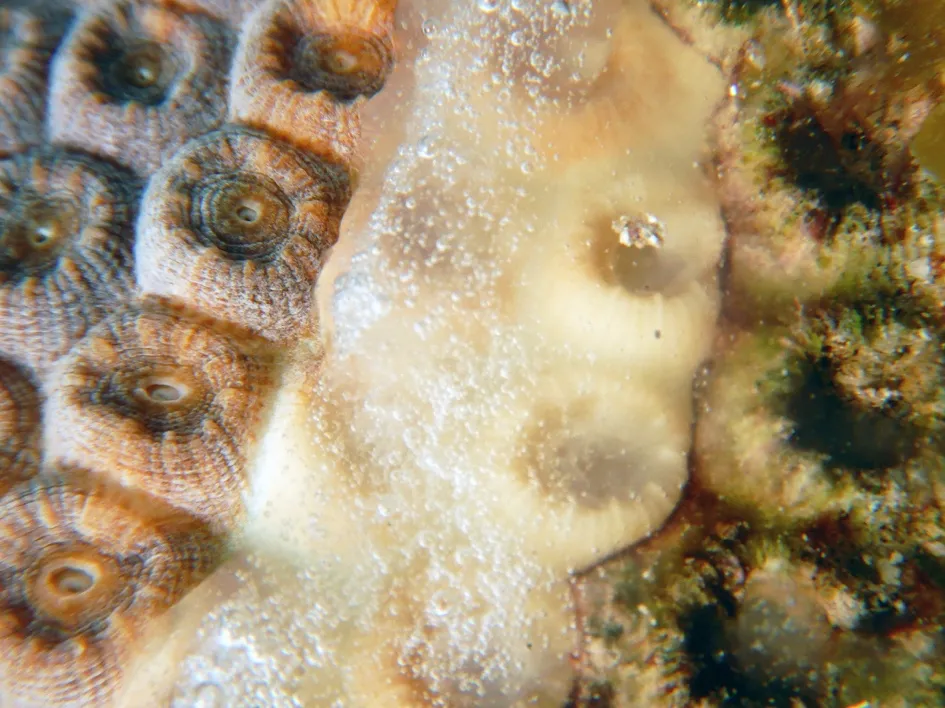 Disease band on coral