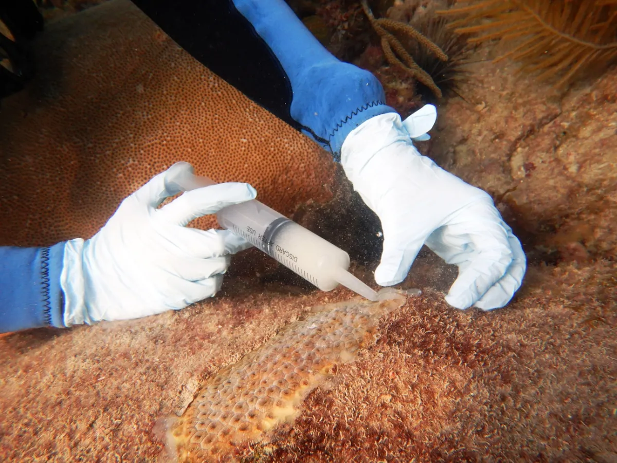 Treating diseased coral with syringe of probiotics