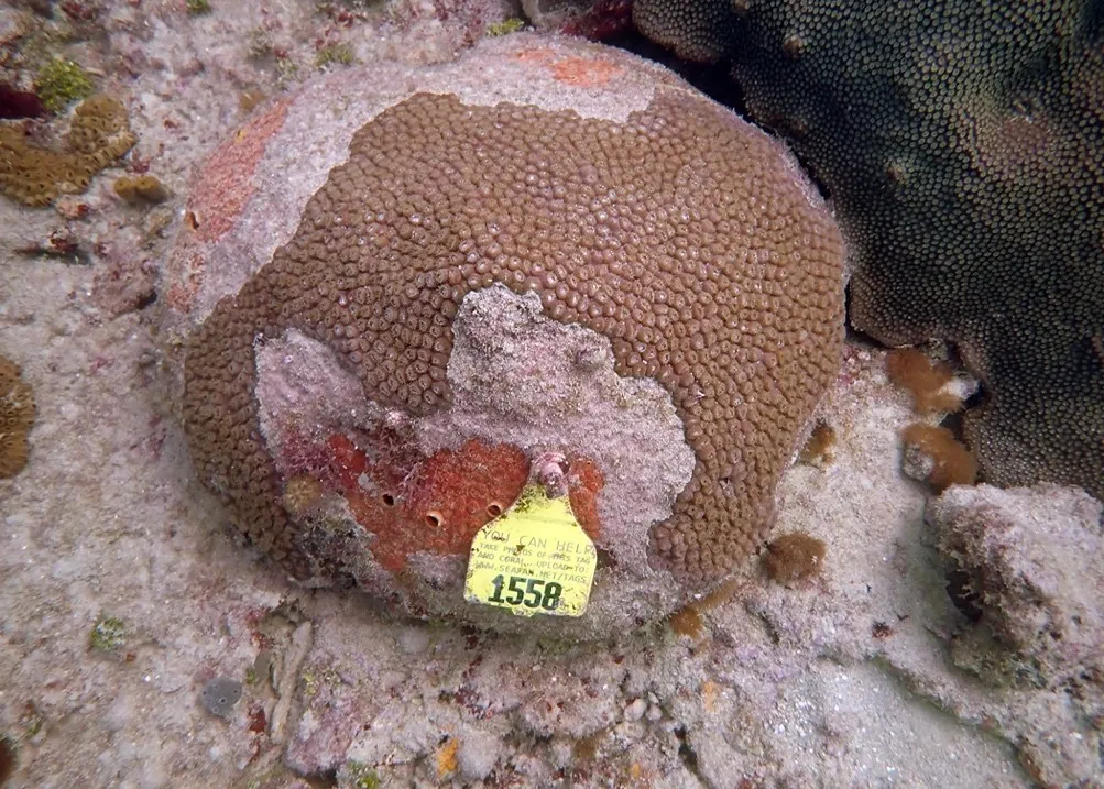 A diseased coral colony with dead patches, marked with a yellow research tag
