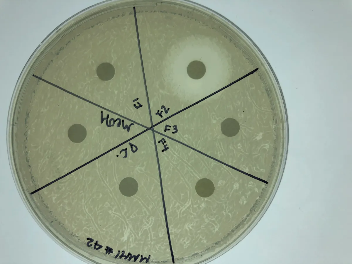 Priobiotic Extracts