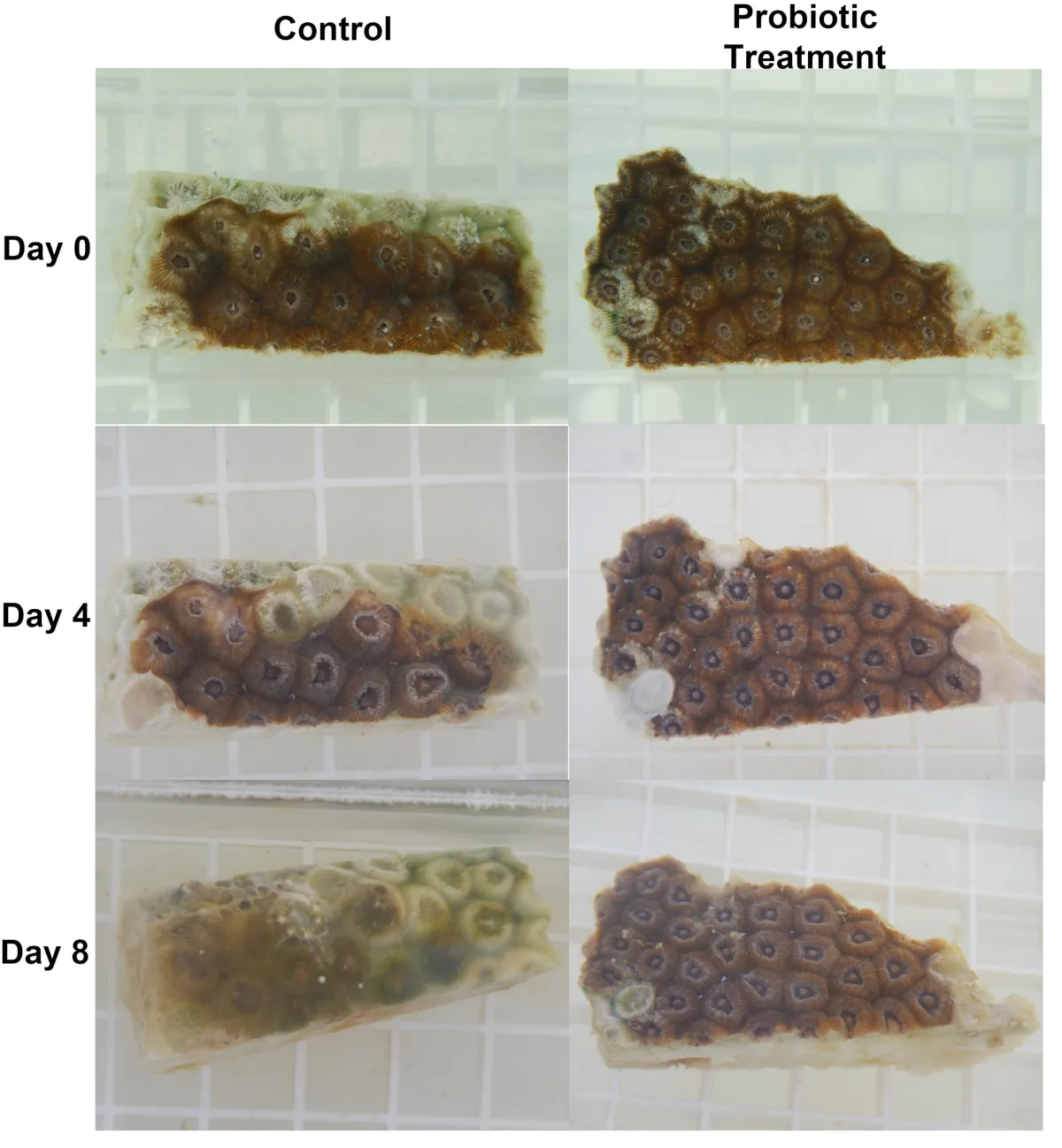 Probiotic Treatment