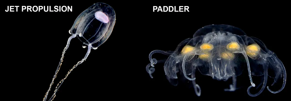 Montage of two jellyfish identified by how they move: Jet propulsion and paddler
