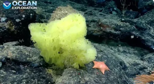 A yellow sea sponge and a pink starfish