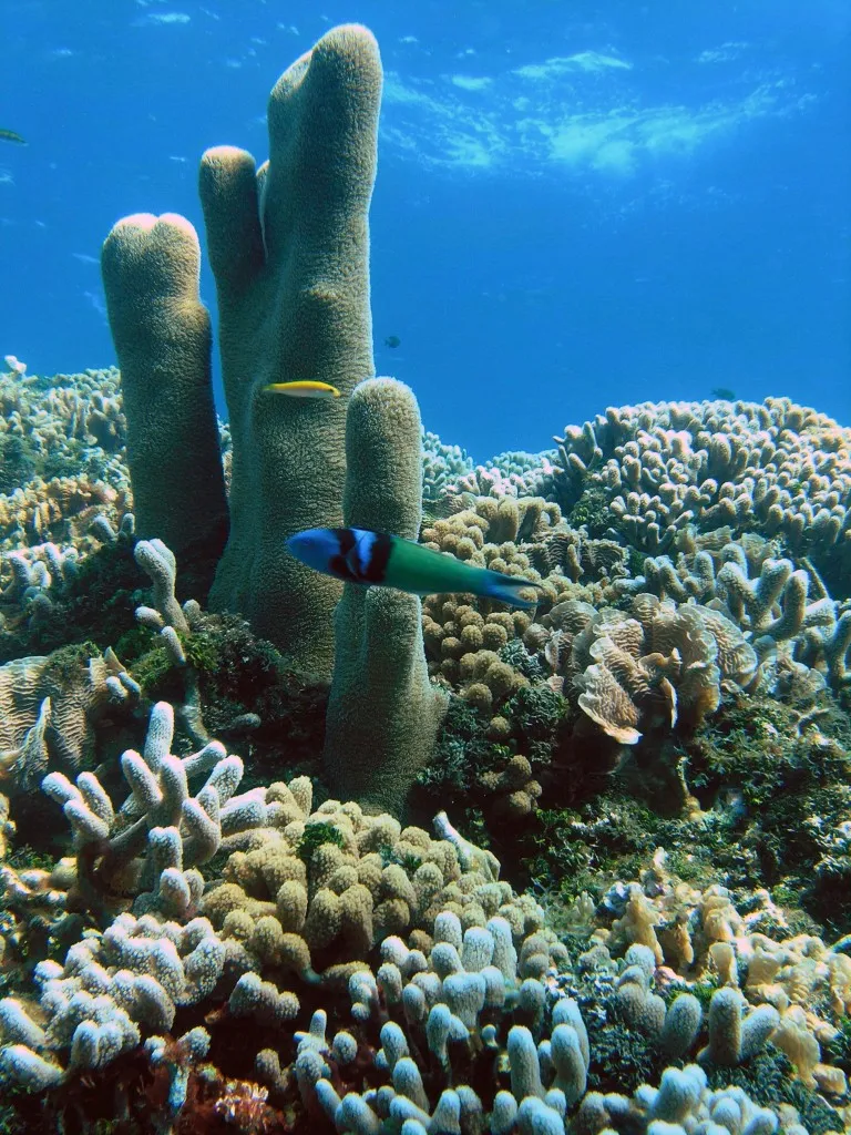 Healthy Reefs Roatan