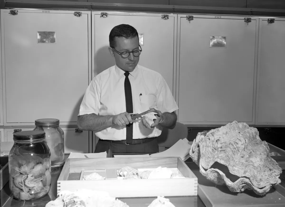A man working on mollusk specimens