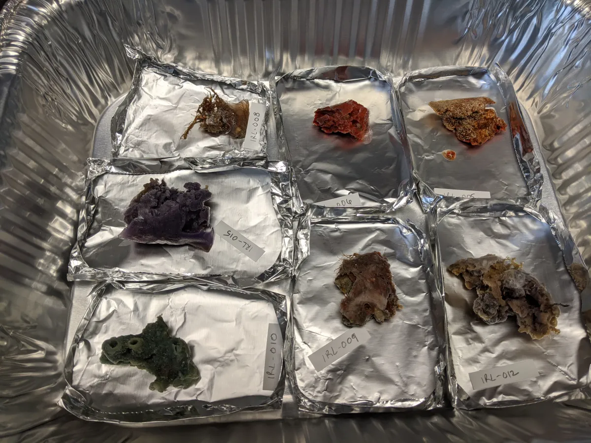 Prepared samples in a foil tray