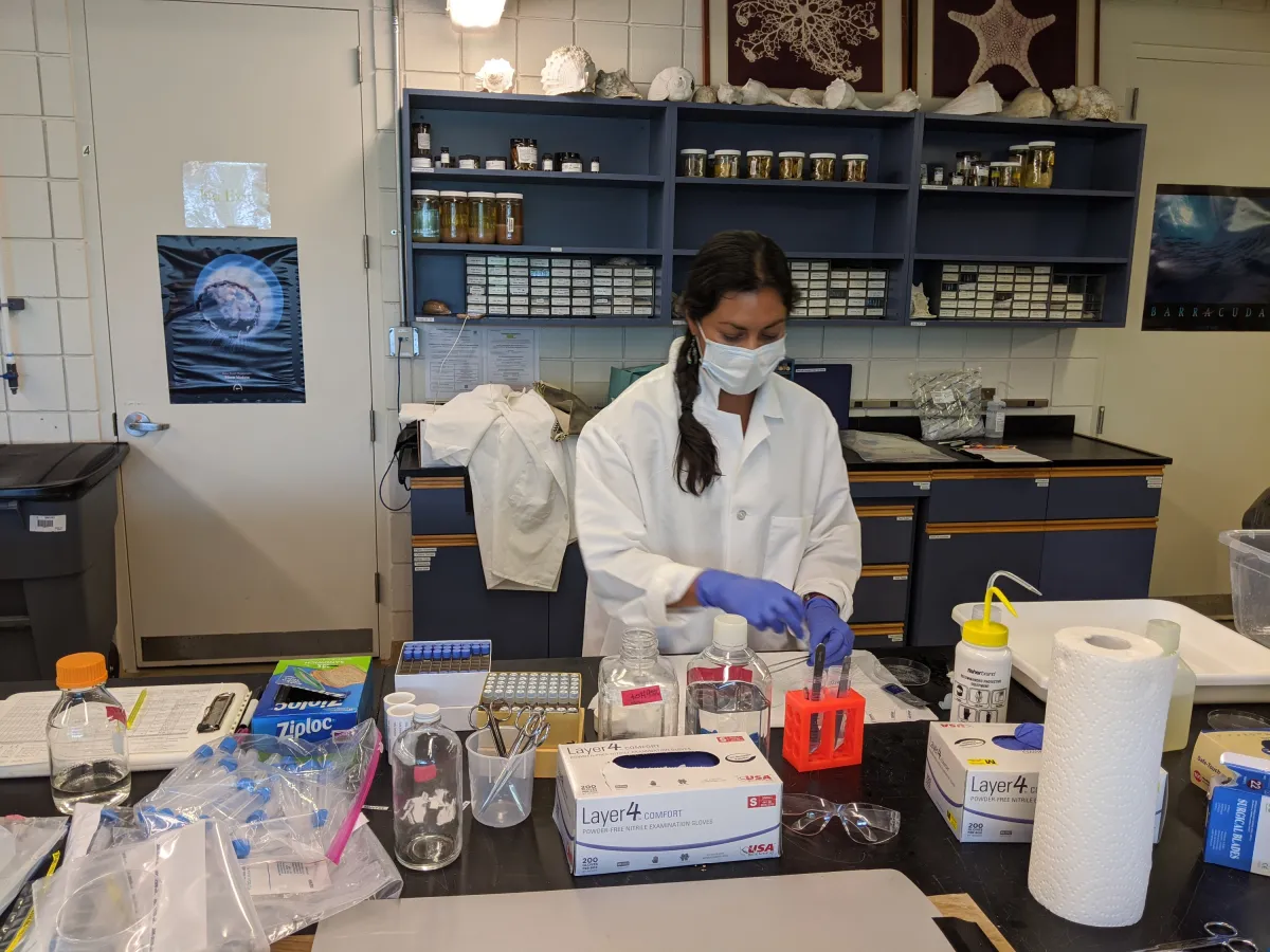 Researcher preparing voucher specimens