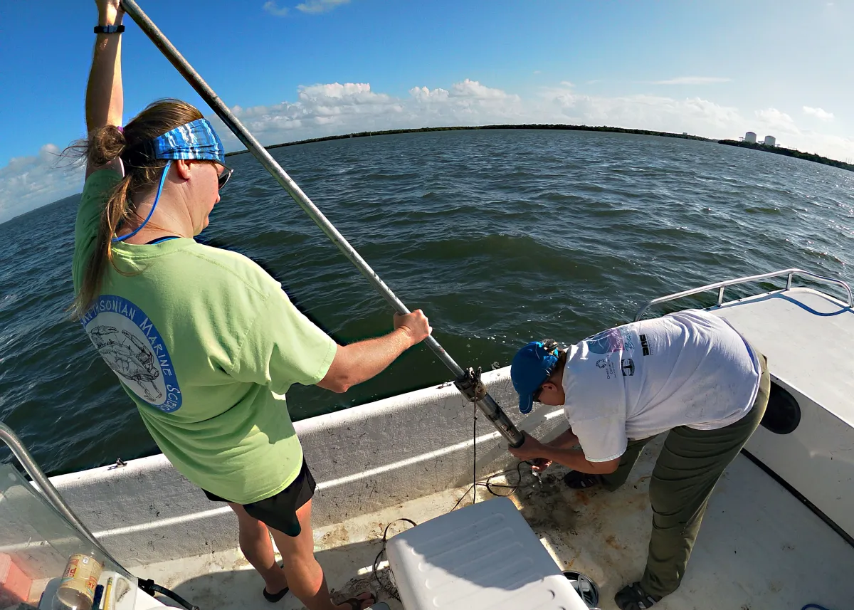 Ogeechee Corer