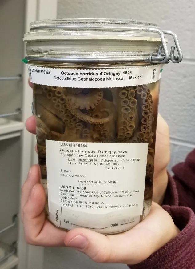 A jar with a preserved octopus specimen inside