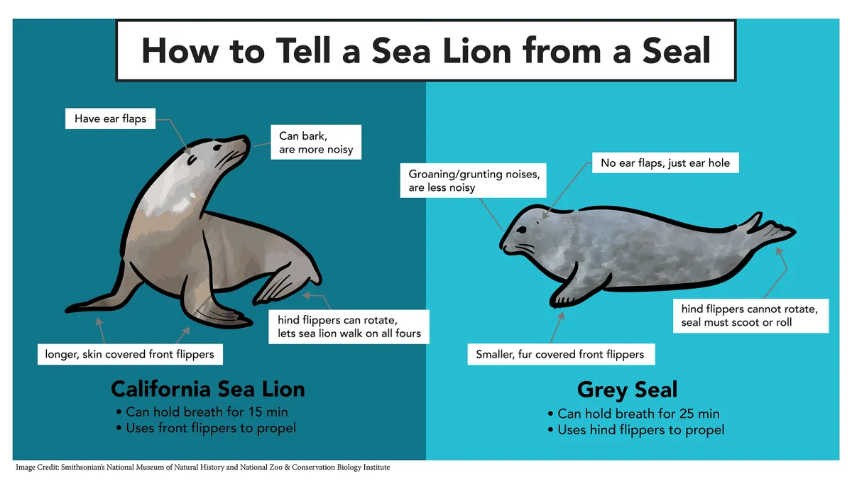 Today I realized I don't understand the anatomy of the Sea Lions