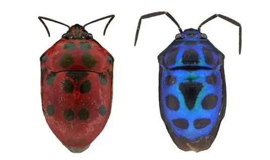 Two Shield Bugs, red and blue