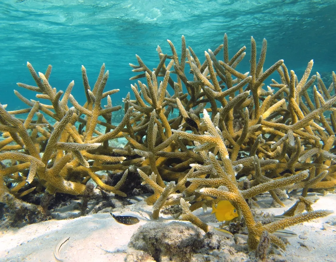 Multimedia Gallery - Endangered staghorn coral (Acropora