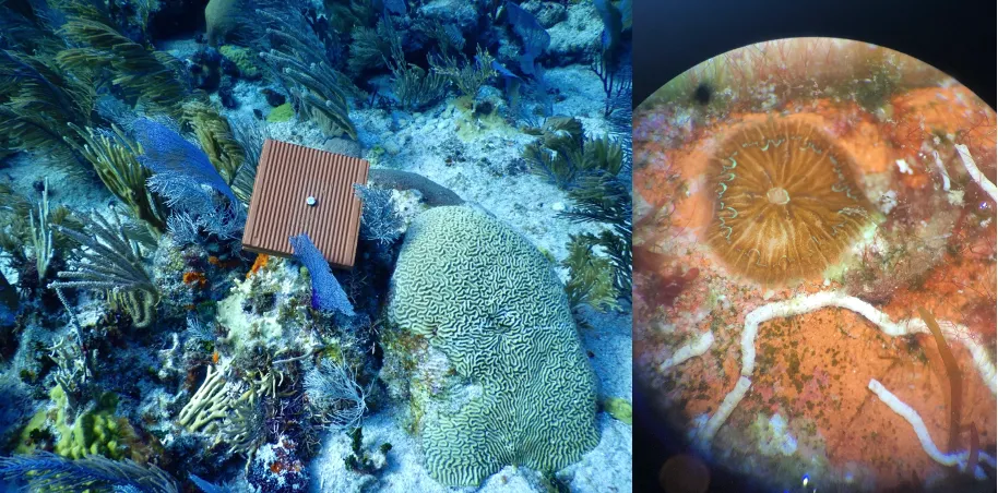 Coral settlement plate on a reef