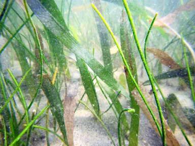 Turtle and Manatee grass at the sample site