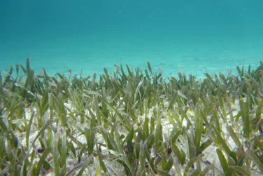 A field of turtle grass