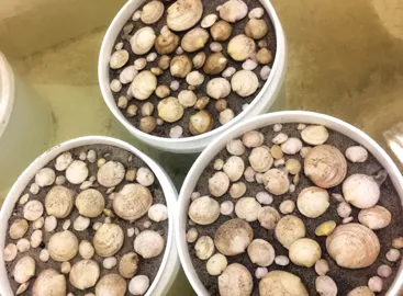 Newly collected lucinid clams in buckets