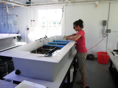Dr. Diana Chin tending seagrass in tanks