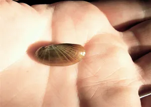 Small clam in researcher's palm