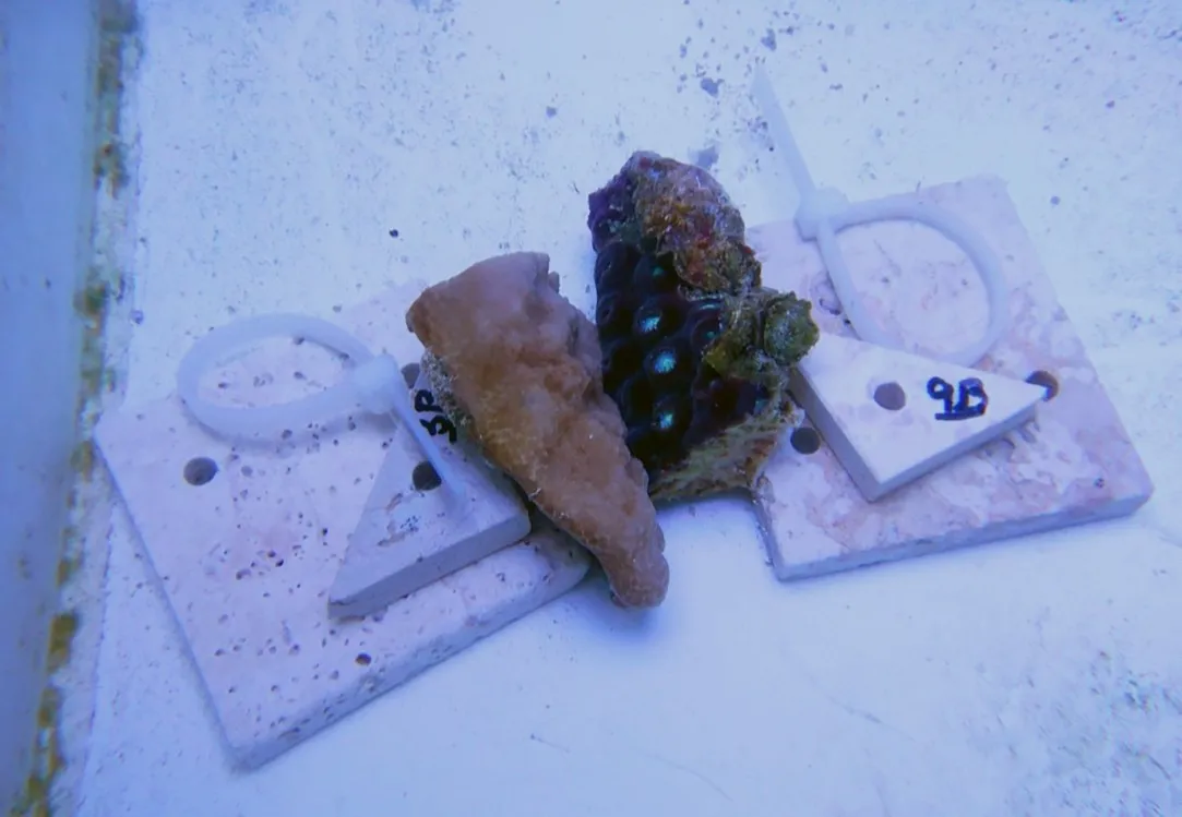 two fragments of coral sit touching side by side in a holding tank