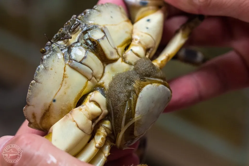 two hands hold a female stone crab