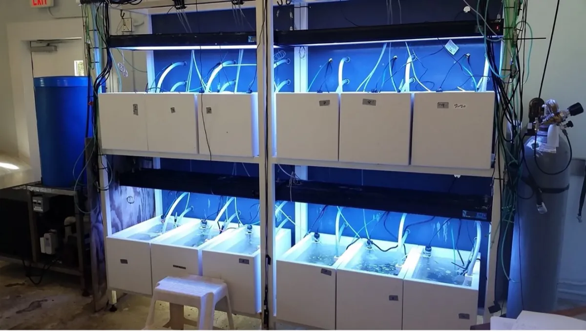 A grid of white-sided experimental aquariums glow in bright blue light during an experiment.