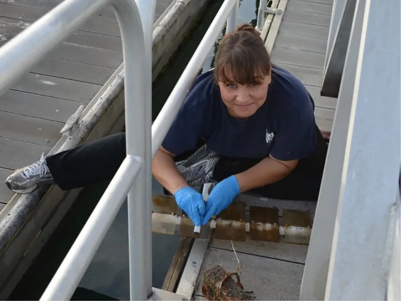 a young woman with brown hair and blue gloves on a dock scrapes brown film from plastic plates