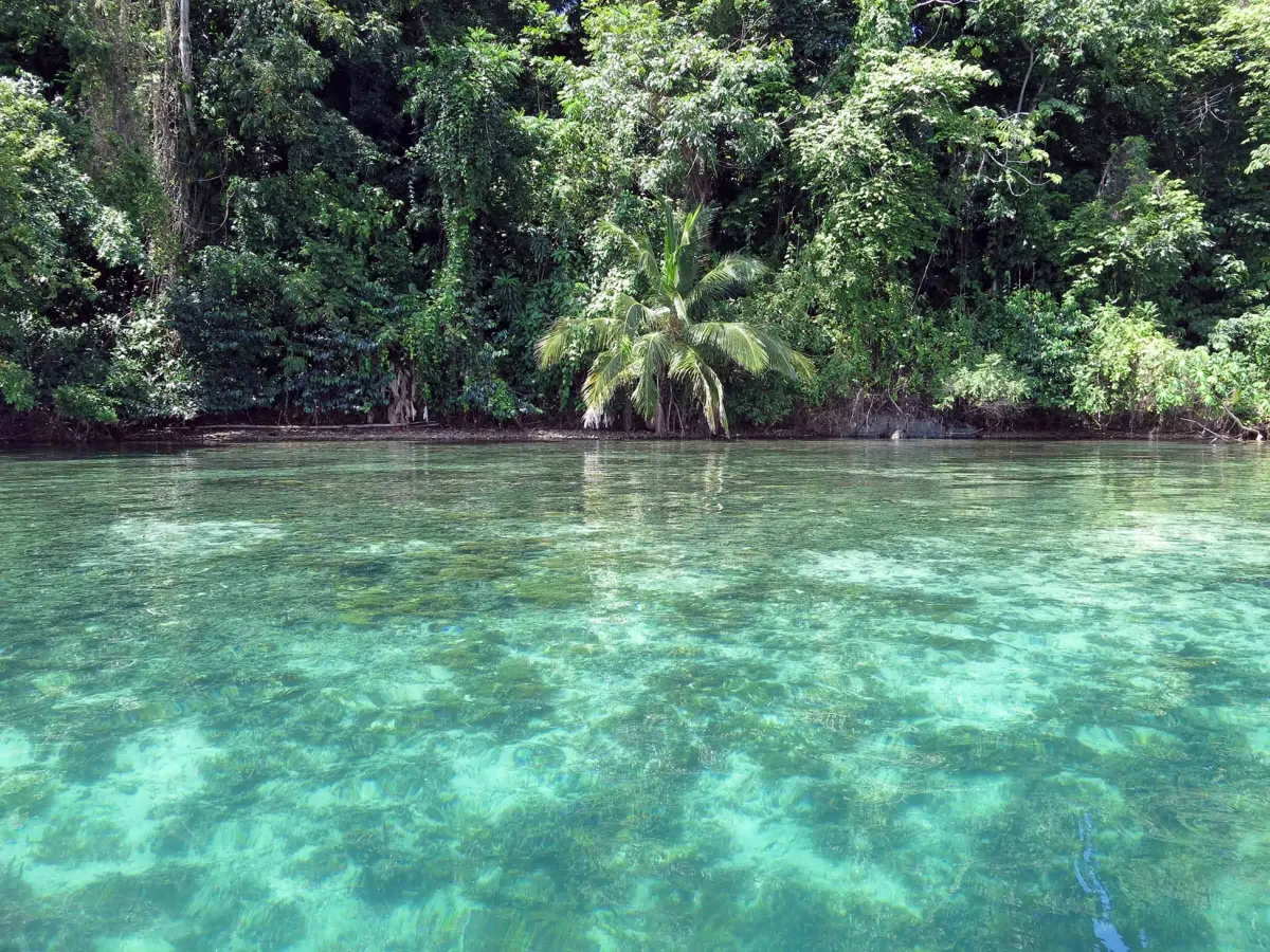 tropical trees border bright aquamarine water with shallow reefs below