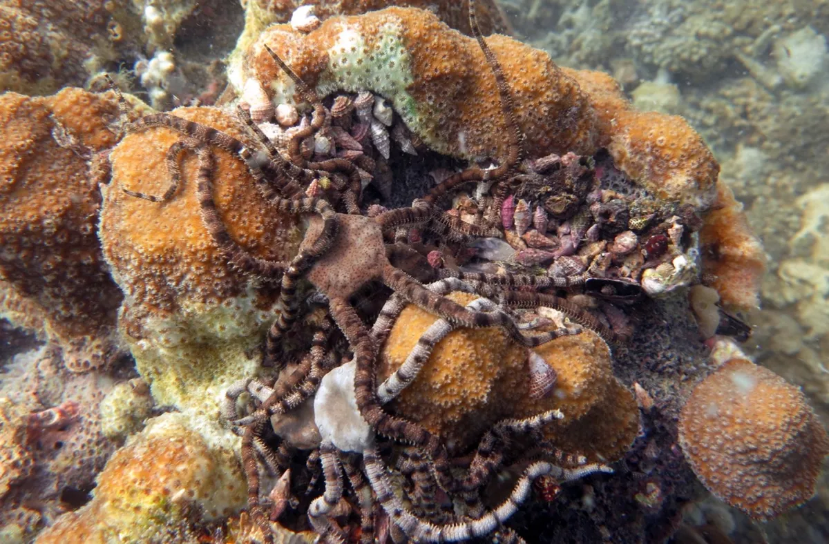 long, thin-armed sea stars pile atop a small, pale-orange coral head with other snail-like creatures