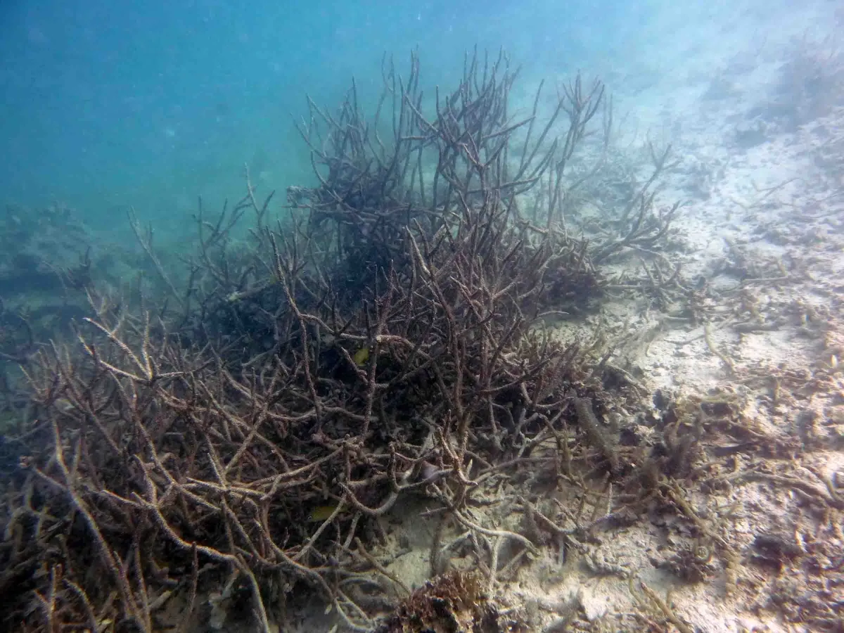 a clump of dead brown coral stands underwater against white sand and aquamarine water