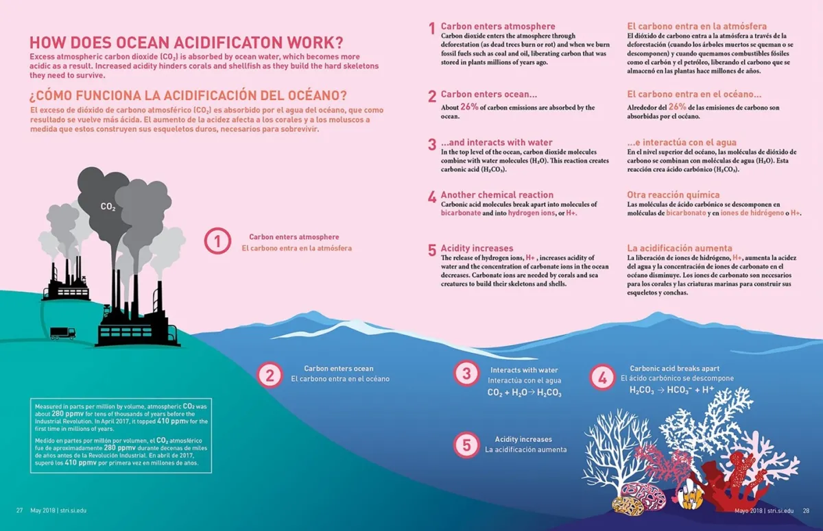 graphic depicting process of ocean acidification: carbon enters atmosphere, then dissolves to ocean, where a chemical reaction occurs that increases the pH, or acidity, of seawater
