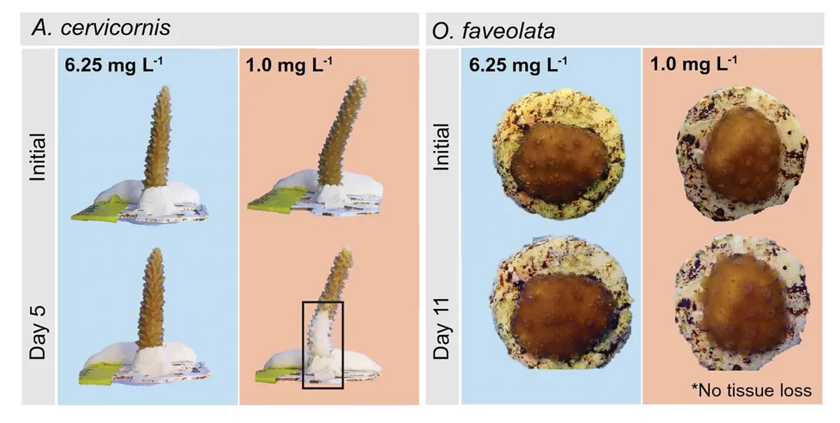 graphic of 3d models of staghorn and mounding corals, depicting the differences in tissue loss between the two species. Staghorn corals show more white areas of tissue loss. Mounding corals show no tissue loss.