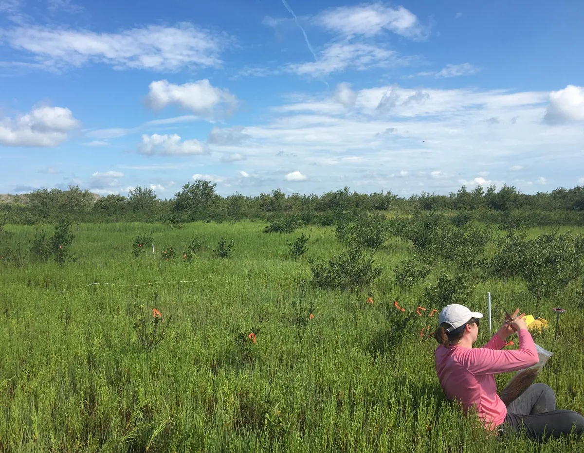 a female scientist sits on the ground in a salt marsh, preparing a sample for an experiment