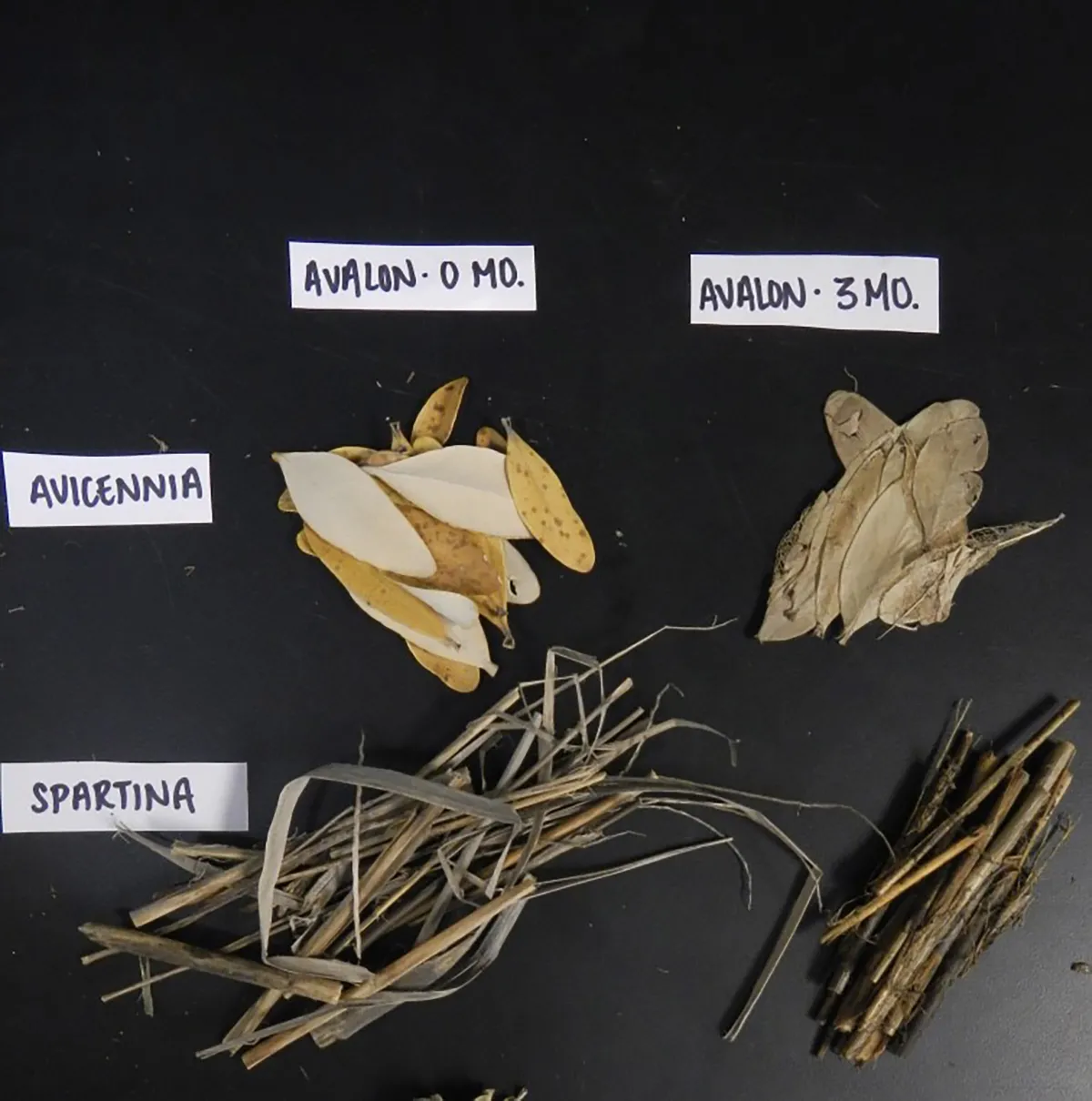 dried-looking mangrove and salt marsh vegetation