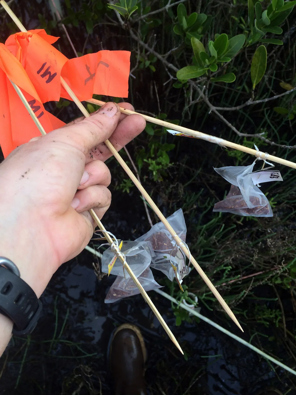 orange-flagged bamboo skewers, on which are tied mesh tea bags full of shredded leaf litter