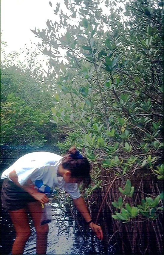a woman bends to collect an object from mangrove roots