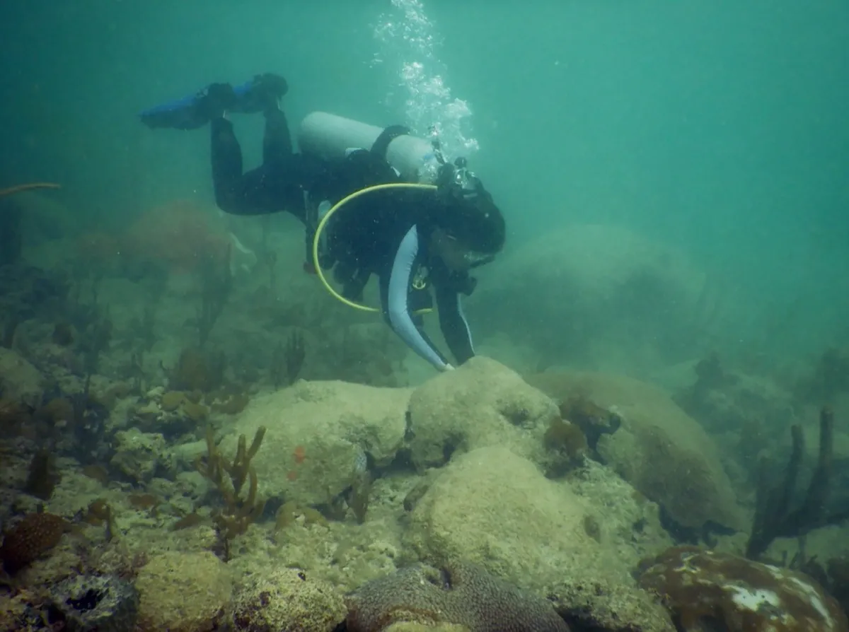 a diver in greenish water touches a coral colony