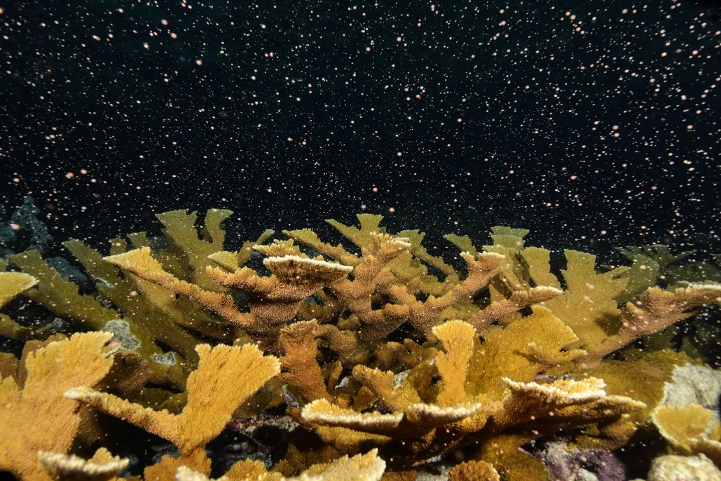 Elkhorn Coral spawning