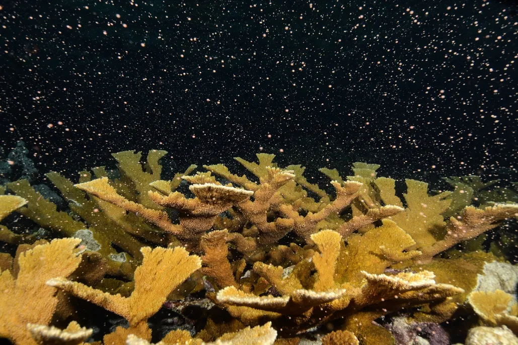 Staghorn Coral, also known by its - The Florida Aquarium