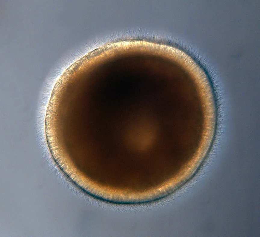 Coral Larvae