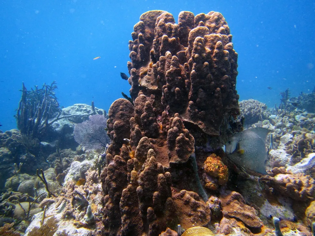 Large coral formation