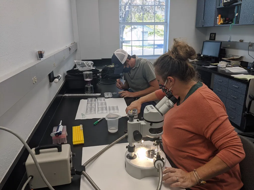 Researchers separate coral larvae