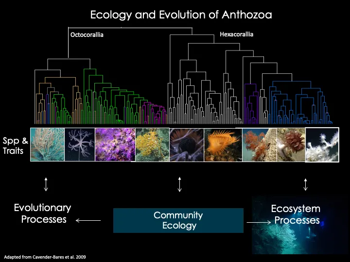 A branching graph of the ecology and evolution of corals