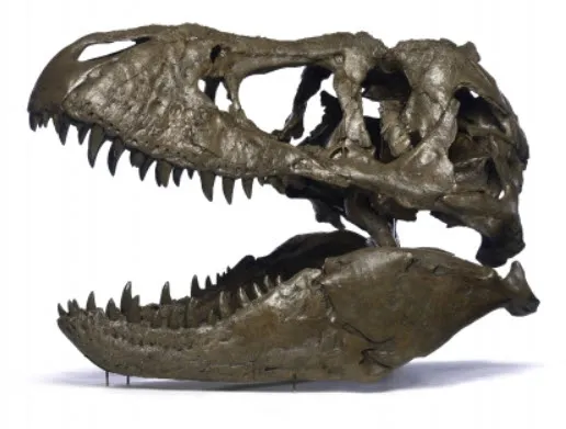 Tyrannosaurus rex skull