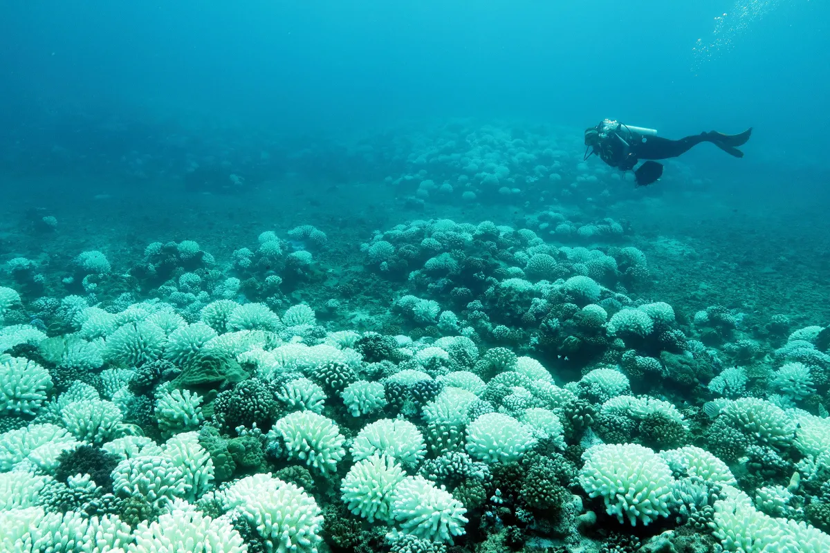 A scuba diver swims just above a large swath of bleached coral