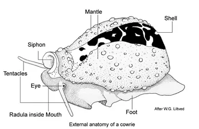 A snail with different body parts labeled