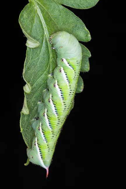 A green and white tobacco hornworm caterpillar on a green leaf.